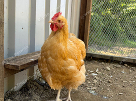Young male buff orpington