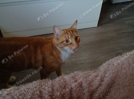 Need rehoming asap