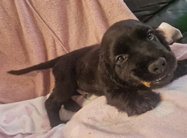 Here i have 1 cocker left for his forever home