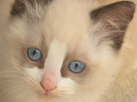 Fluffy Ragdoll kittens
