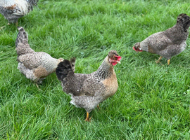 Cream Legbar Hatching Eggs