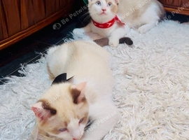 4 cross ragdoll 1 adult 3 kittens