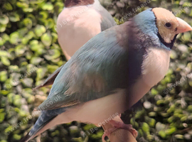 5 gouldian finch