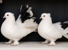 Indian fantais