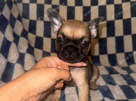 3/4 frenchies 1/4 pug