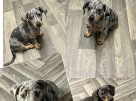 Ready for forever homes