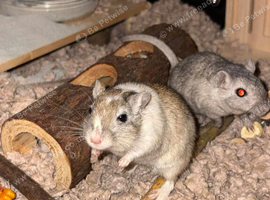 Gerbils for sale