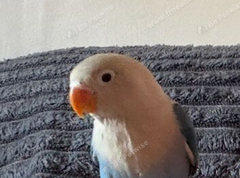 10 week old lovebird blue & white with cage