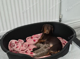 Miniature Dachshund puppies