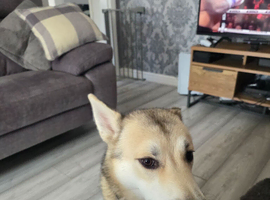 Male Husky for sale