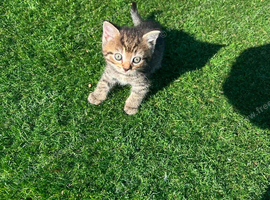 BSH mixed breed kittens
