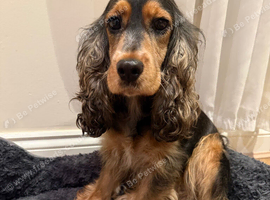 Show cocker spaniel in London