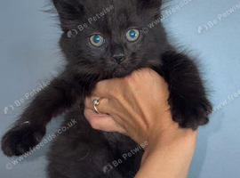 TWO LEFT! Maine coon kittens