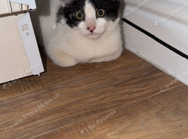 Male kitten