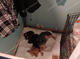 Yorkshire terrier puppies