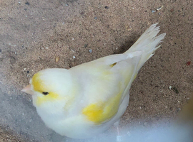 Make mosaic canary
