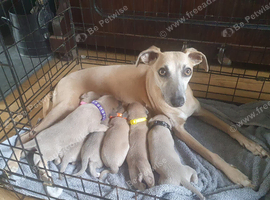 Kc registered blue fawn whippets