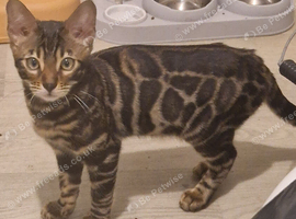 16 week female rosette bengal for sale