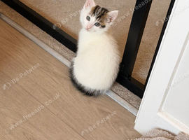 2 little kittens looking for their forever homes