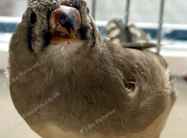 Young zebra finch