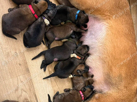 Belgian Malinois Puppies