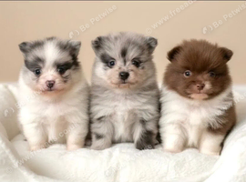 Beautiful Pomeranian Puppies