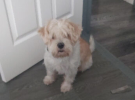 Tibetan Terrier