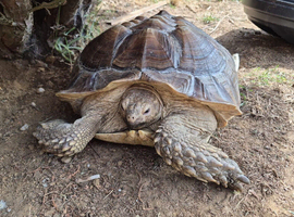 Sulcata tortoise