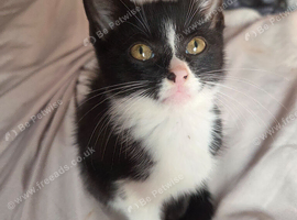 Friendly kittens