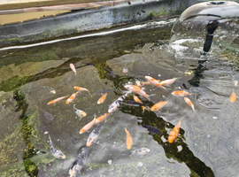 7 month old Japanese koi &pound;4 or 3 &pound;10