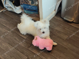 1 year old Pomeranian cross