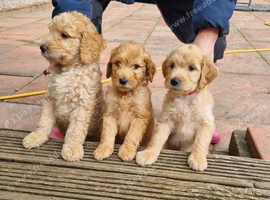 LAST BOYS! F2b "Teddy Bear" Goldendoodle puppies!