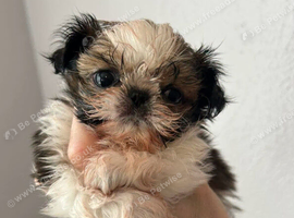 Shih Tzu Puppies