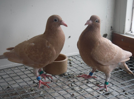 Mueleman Racing Pigeons