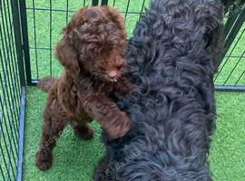 Cockapoo puppy