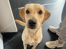 American Labrador rehoming