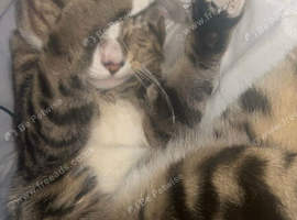 Tabby, Bengal cross