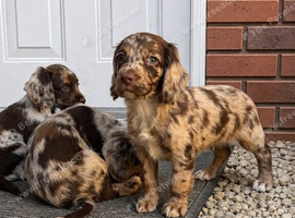 Reduced Chocolate Merle cocker spaniel