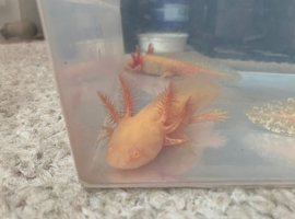 Axolotls for sale &pound;10 each