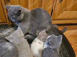 British shorthair kittens for sale