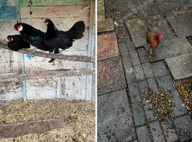 Bantams