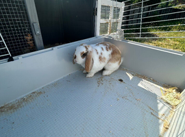5 months old rabbit for sale