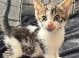 READY NOW TABBY AND WHITE MALE KITTEN