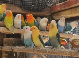 Lovebirds opalines for sale
