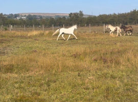 section a filly for sale