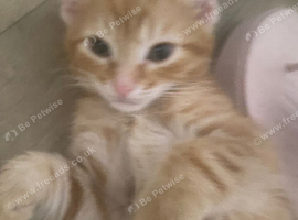 Beautiful Bengal Kittens Looking for Forever Homes