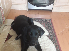 Black Labrador Bitch Pup Wanted