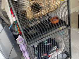 Two Male Ferrets