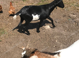 Whether Pygmy goat