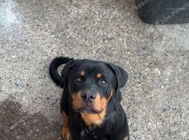 Gorgeous Rottweiler female